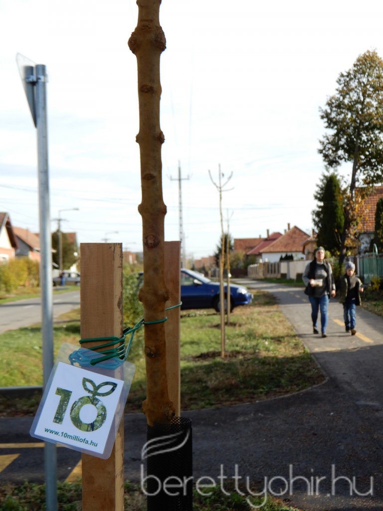 Közösségi faültetés Berettyóújfaluban 93